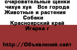 очаровательные щенки чихуа-хуа - Все города Животные и растения » Собаки   . Красноярский край,Игарка г.